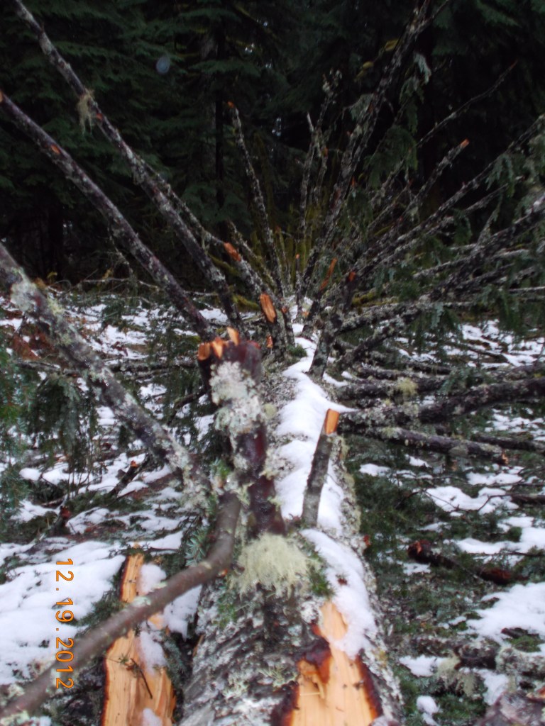 Winter tree fall at camp
