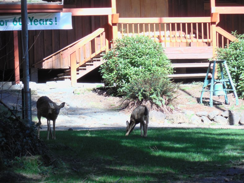 Twins munch on Camp Howard edibles as their Mother keeps an eye just outside the photo.