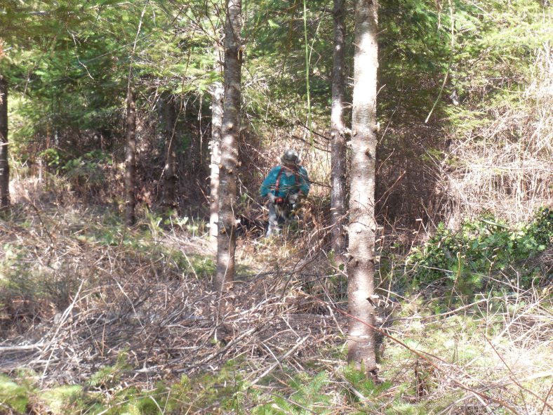 Larry was removing alder from the Douglas Fir plantation.